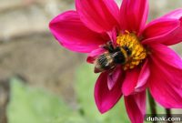 10 Flower Varieties That Attract Bees and Boost Pollination
