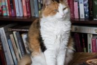 Curious Cats and Their Love of Boxes: Why Felines Can’t Resist Them