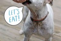 Homemade Banana & Flax Vegan Dog Biscuits Recipe