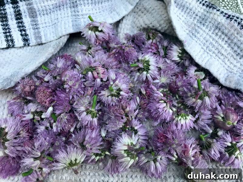 drying chives flowers