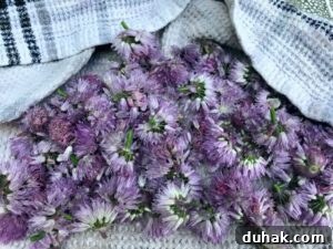 drying chives flowers