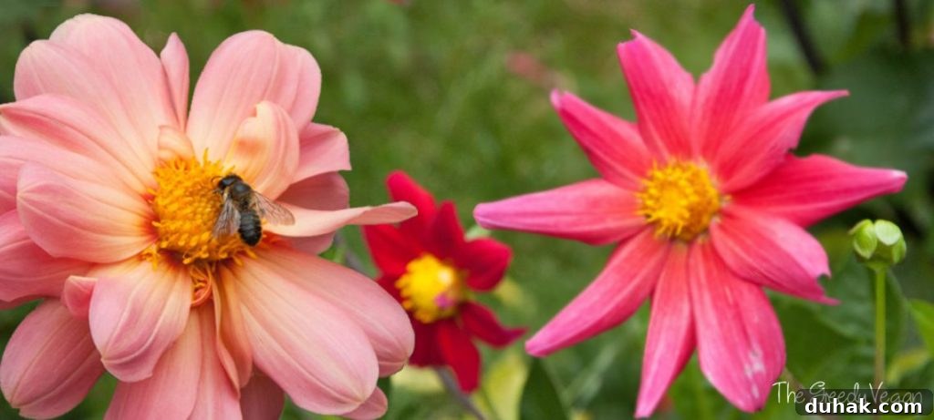 10 Flower Varieties That Attract Bees and Boost Pollination 2 Top 10 Bee Friendly Flowers