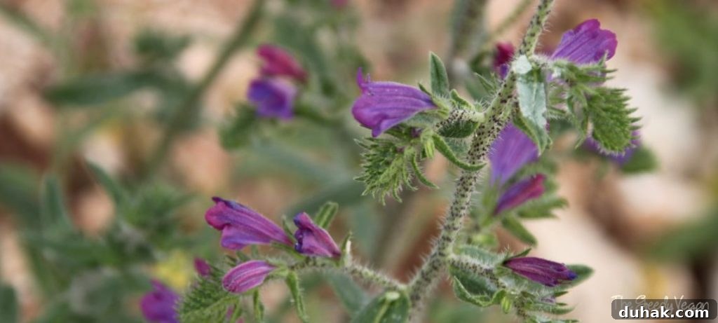 10 Flower Varieties That Attract Bees and Boost Pollination 11 Top 10 Bee Friendly Flowers