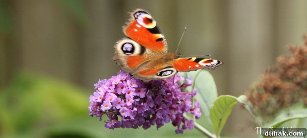 10 Flower Varieties That Attract Bees and Boost Pollination 12 Top 10 Bee Friendly Flowers