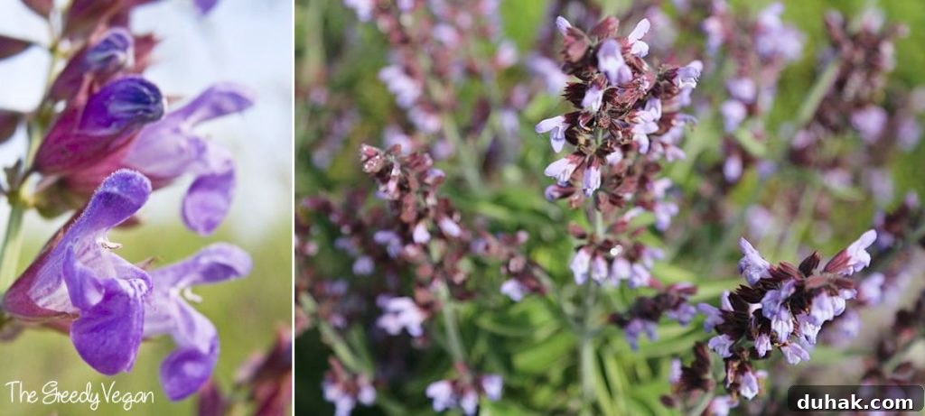 10 Flower Varieties That Attract Bees and Boost Pollination 13 Top 10 Bee Friendly Flowers