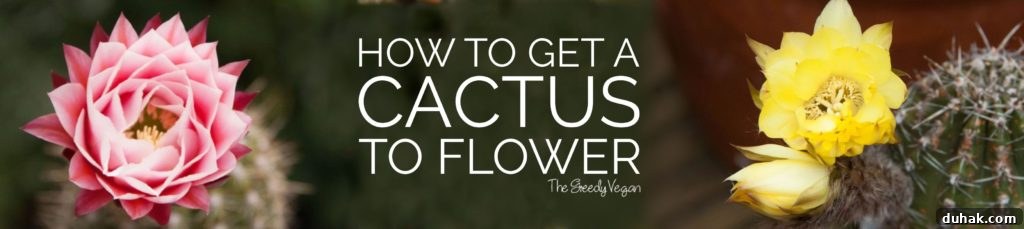 10 Flower Varieties That Attract Bees and Boost Pollination 14 how to grow cacti
