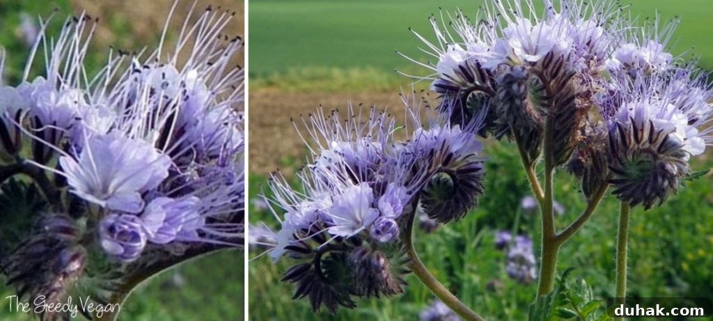 10 Flower Varieties That Attract Bees and Boost Pollination 5 Top 10 Bee Friendly Flowers