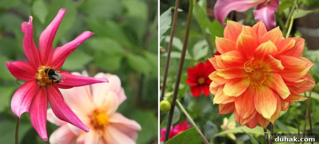 10 Flower Varieties That Attract Bees and Boost Pollination 6 Top 10 Bee Friendly Flowers