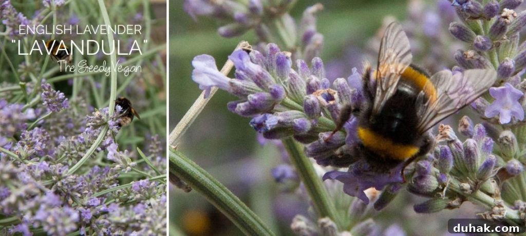 10 Flower Varieties That Attract Bees and Boost Pollination 7 Top 10 Bee Friendly Flowers
