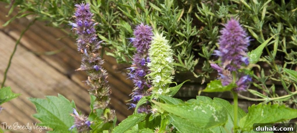 10 Flower Varieties That Attract Bees and Boost Pollination 8 Top 10 Bee Friendly Flowers
