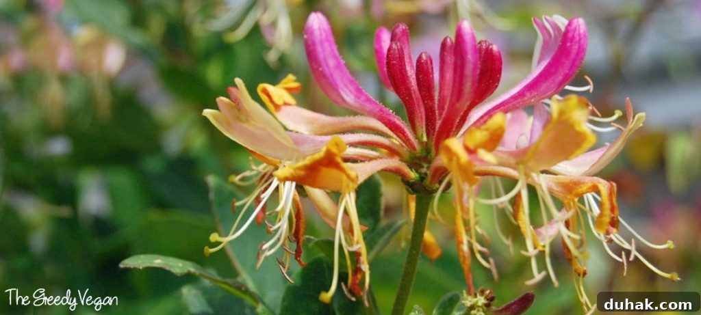10 Flower Varieties That Attract Bees and Boost Pollination 10 Top 10 Bee Friendly Flowers