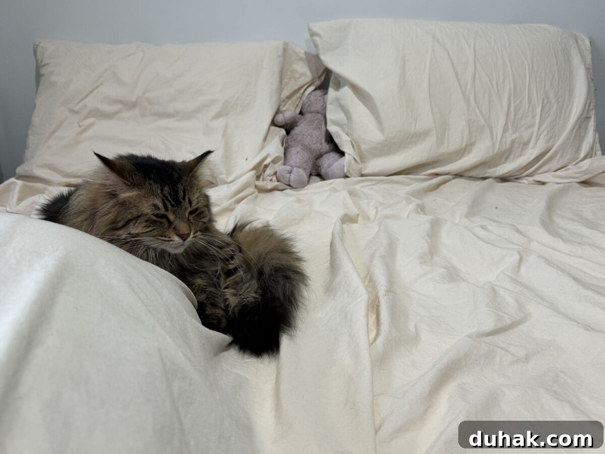 American Blossom Linens Review: 100% USA-Made Bedding Guide 7 Horizontal - sleepy kitty comfy on ABL sheets