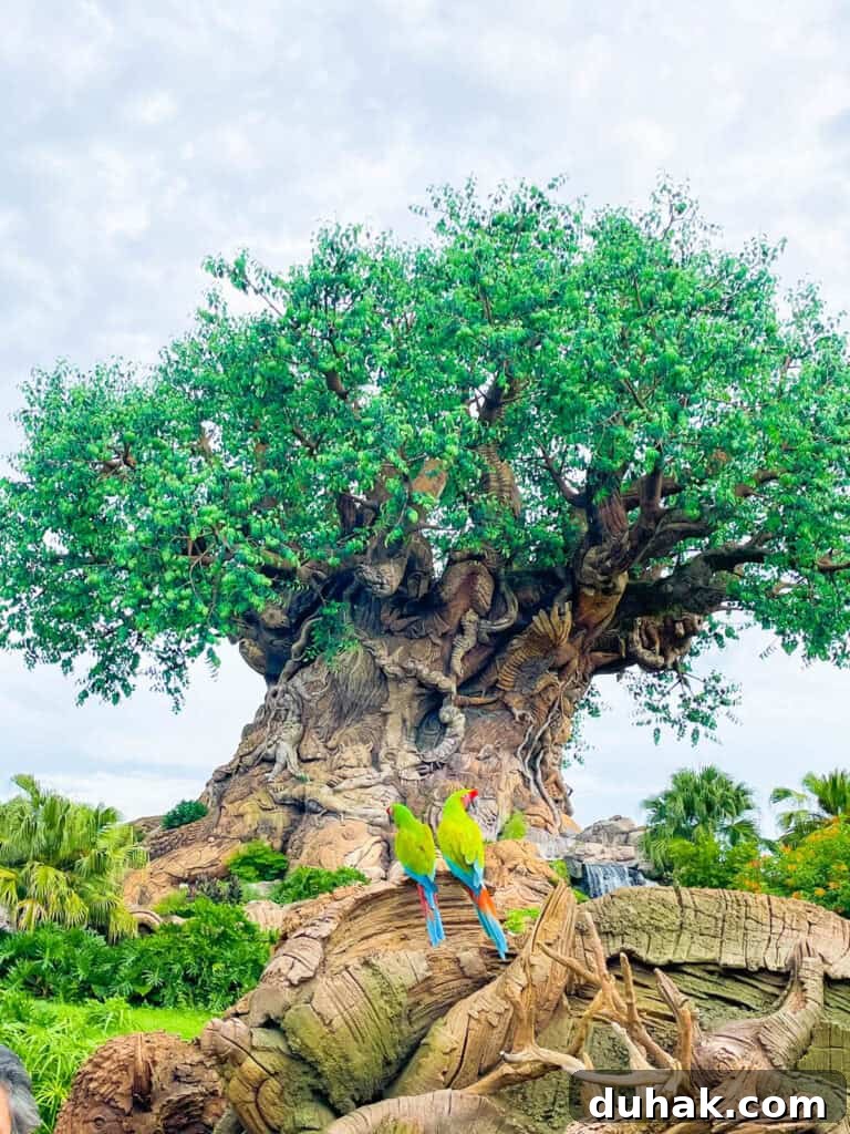 Tree of Life at Animal Kingdom.