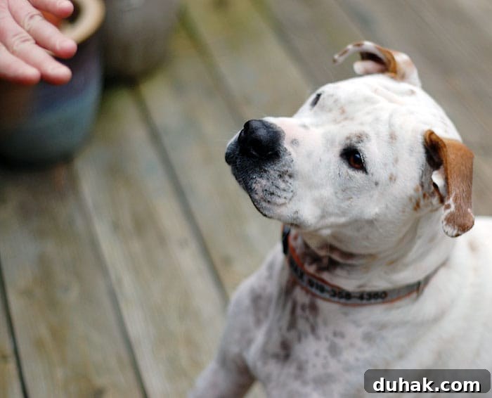 White dog looking at hand