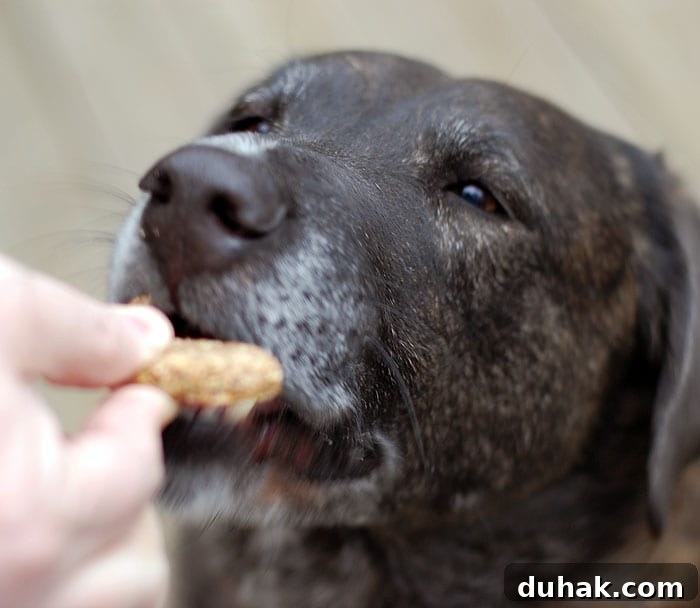 Older black lab taking cookie from a hand