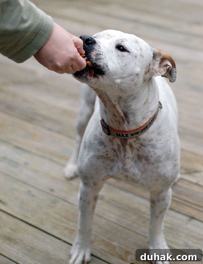 White dog taking cookie from a hand